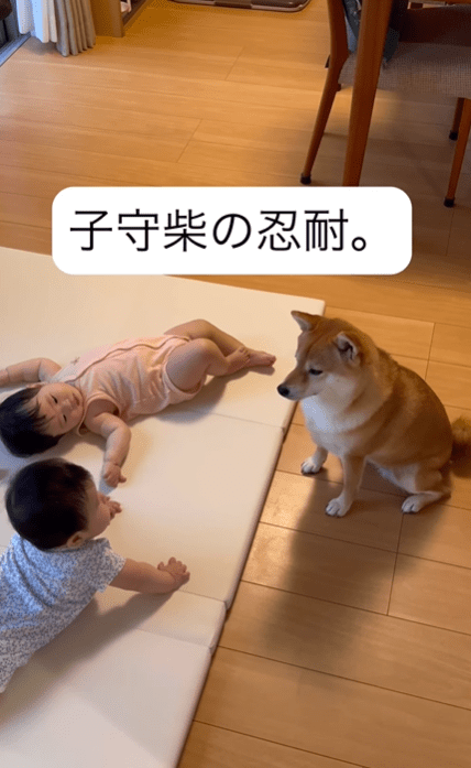 よく面倒を見てくれているようです（@shiba_mugistaさんより提供）