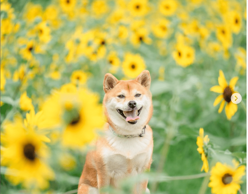 笑顔の麦ちゃん（@shiba_mugistaさんより提供）