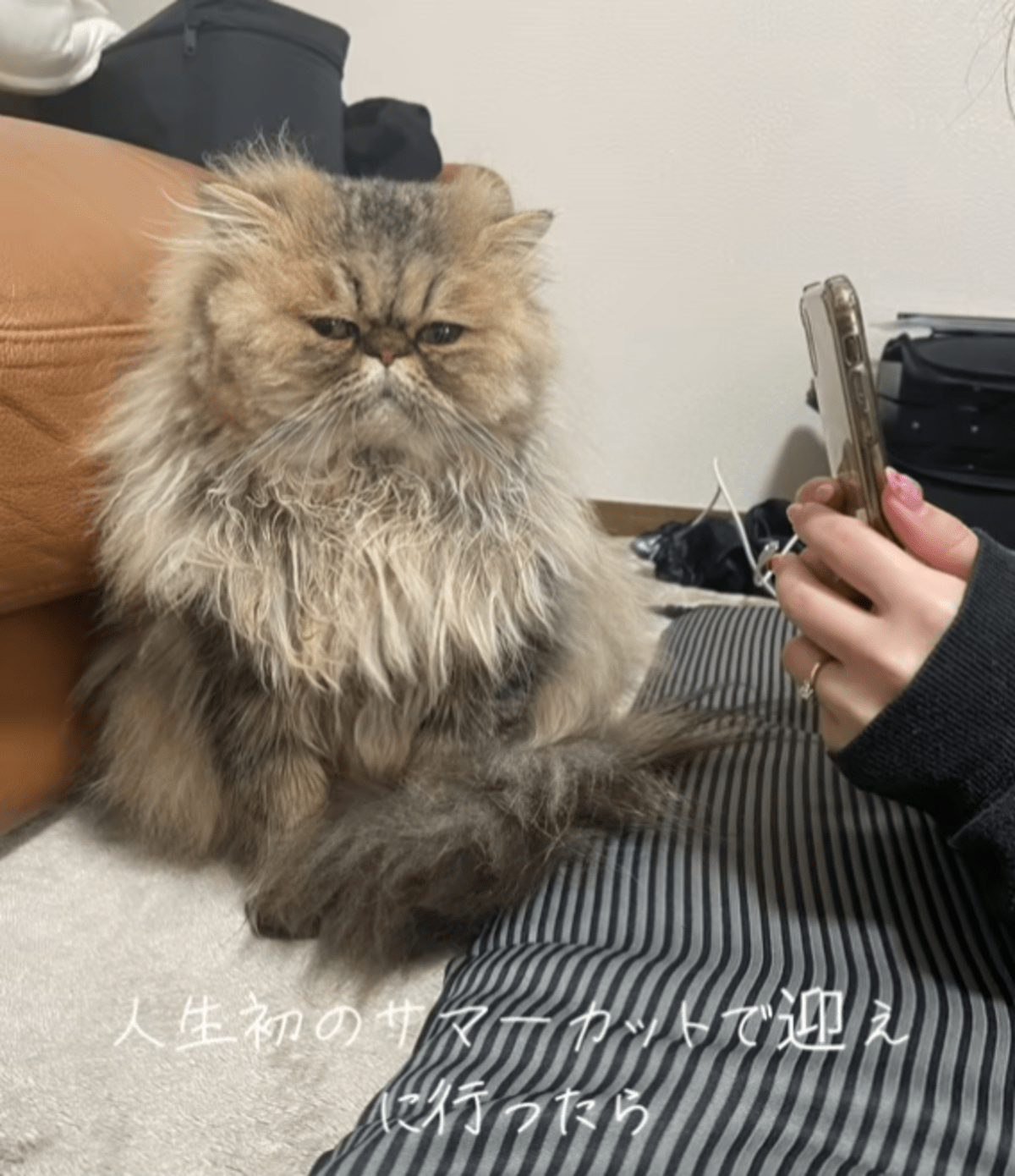 こちらを見つめる可愛い猫　しかしその後…予想を超えた姿に「少し悲しげな顔にみえる」