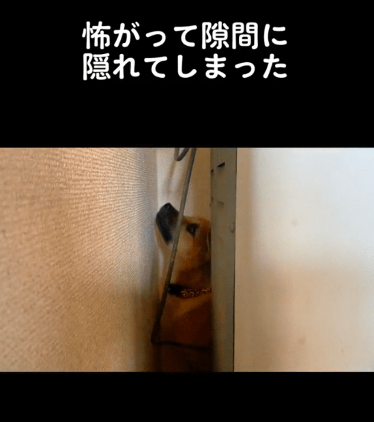 恐怖心のあまり、隙間に隠れていた生後3ヶ月の保護犬　2年後の姿に「表情がどんどん変わってく」「この子は幸せ」「素敵です」