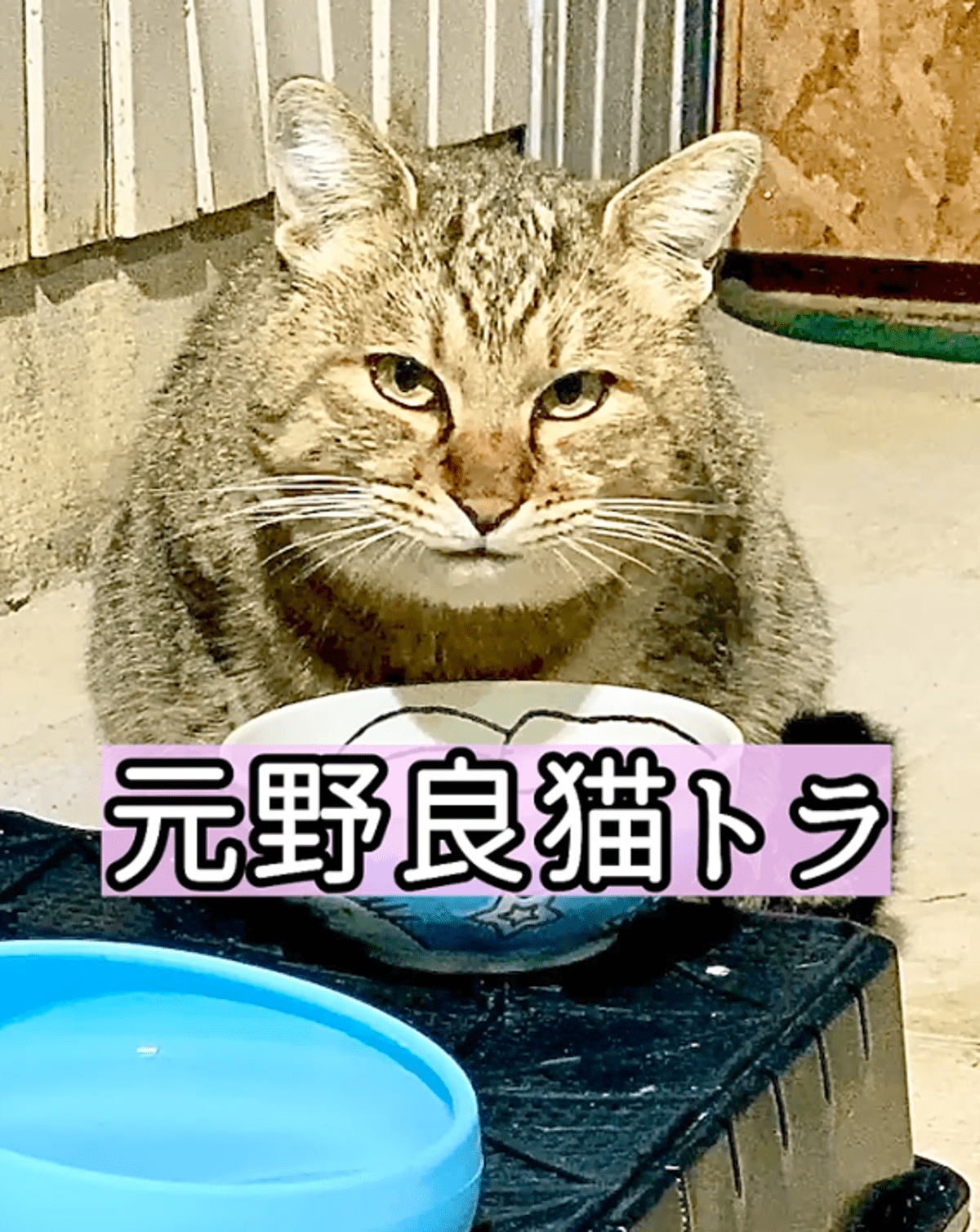 カサブタだらけだった野良猫　2年後の姿に「全然違う」「涙出てきた」