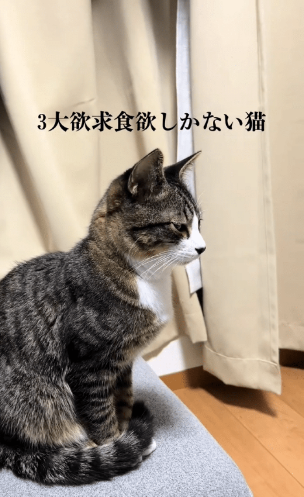 3大欲求が食欲しかない猫　ご飯が出てきた瞬間…！？「見事なドリフト（笑）」「三毛ちゃん困惑」