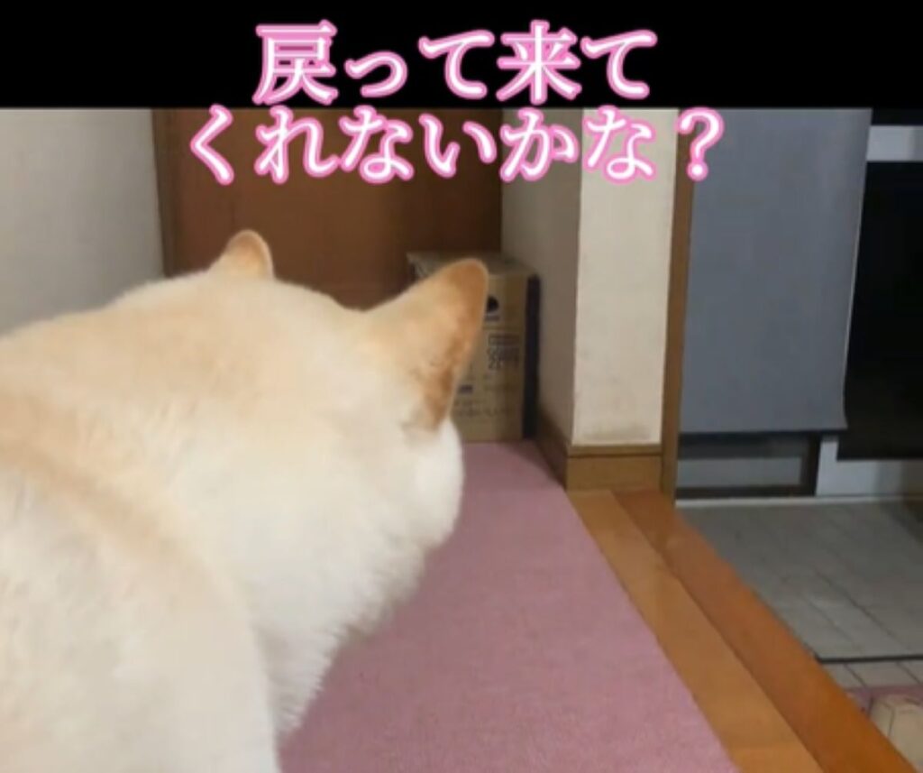 【実際の写真5枚】　飼い主が見た光景