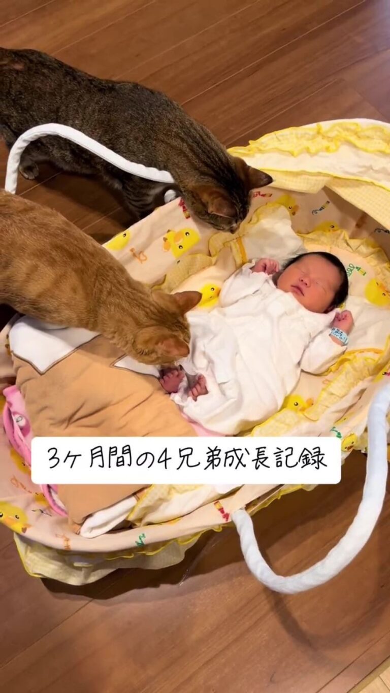 3匹の猫の元へ来た赤ちゃん　1年後の様子に「幸せ過ぎる空間」「癒される」の声