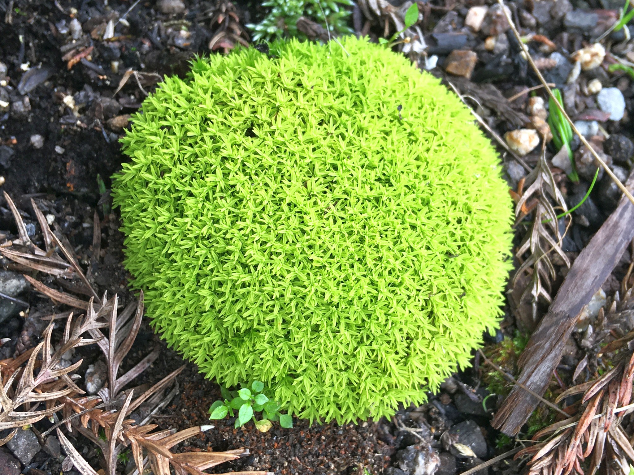 コケは陸上…植物の仲間