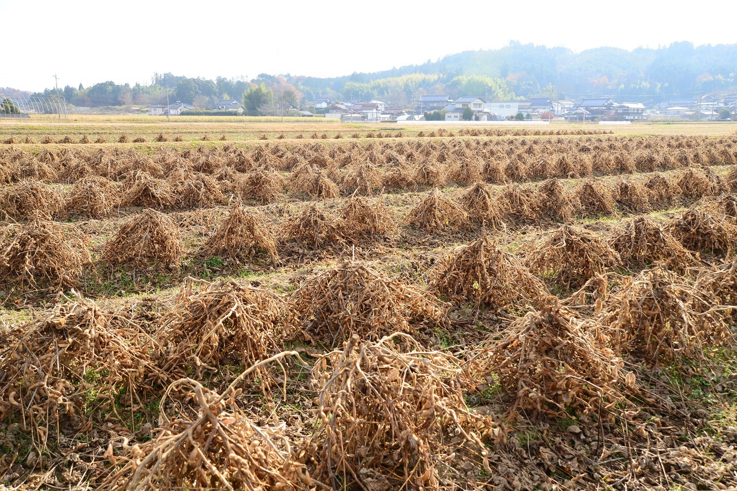 刈取り後、…術の一つ。