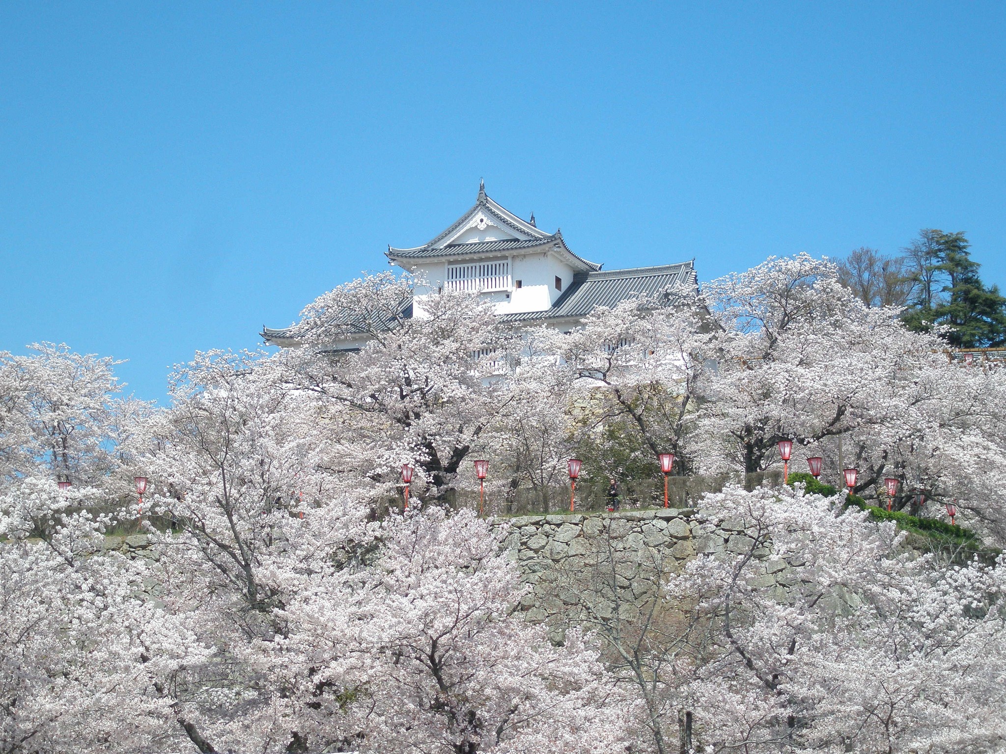 ★桜に囲ま…016年）