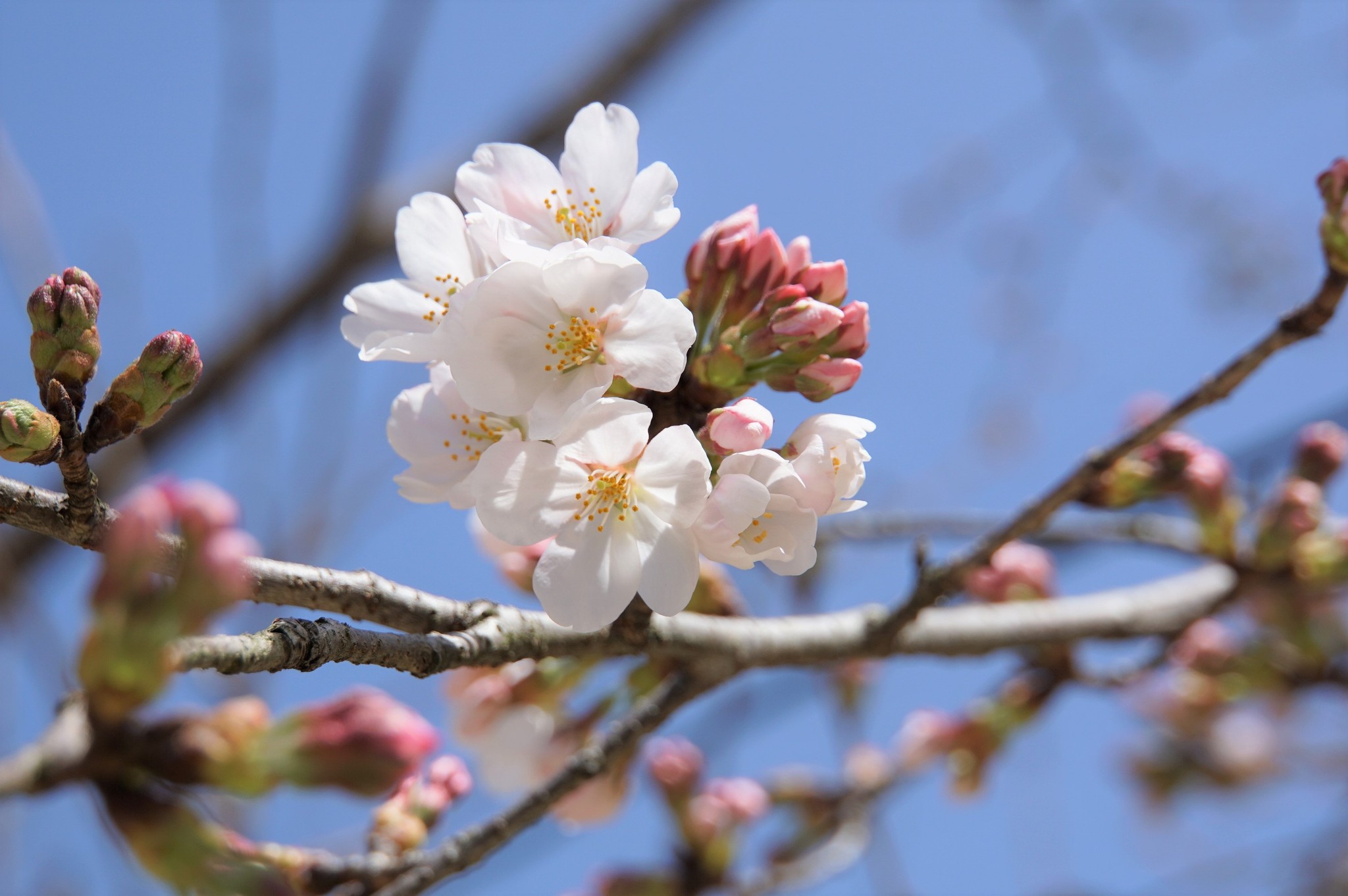 花芽が多い…8日撮影）