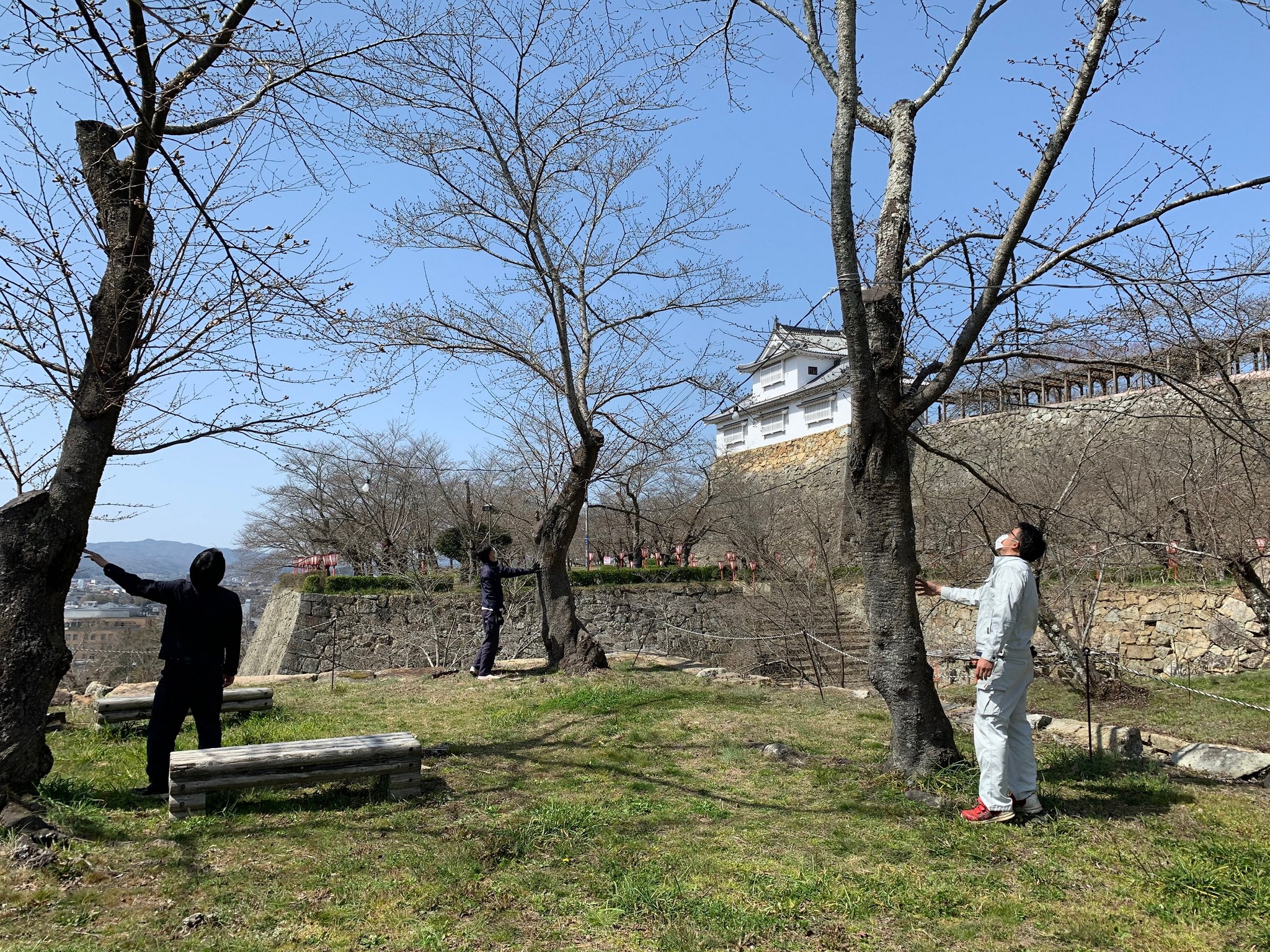 つぼみの様…坂さんたち