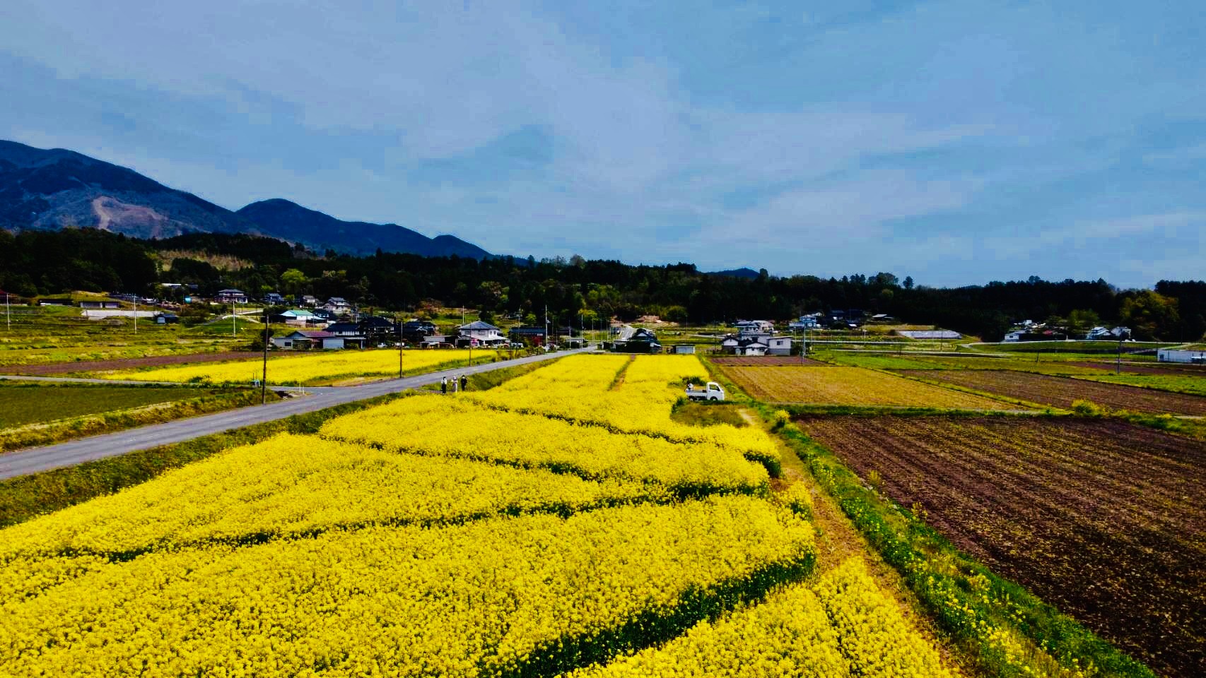 菜の花岸本さん④