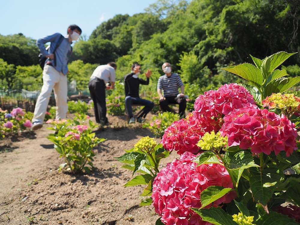 海が見えるトレッキングルートにアジサイ畑が花を添える　岡山・浅口市に地域住民の仕掛けた新スポット！