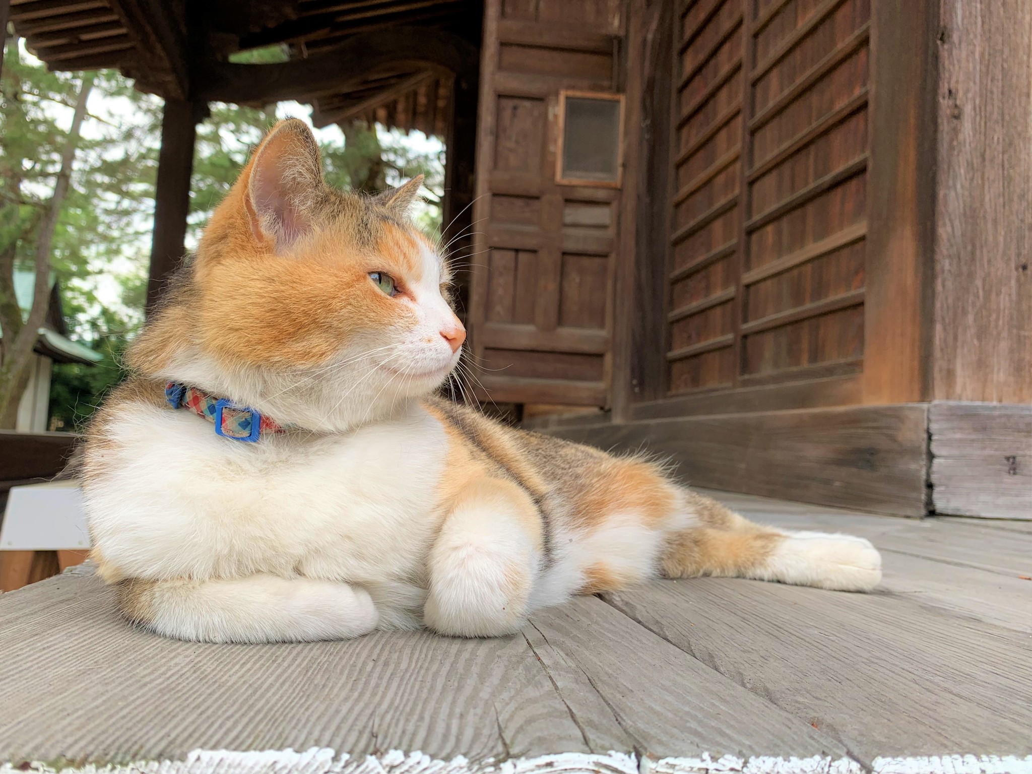 親とはぐれた赤ちゃん猫を住職が保護　今では寺の愛されマスコットに　香川・讃岐国分寺の“寺猫”ムーンちゃん