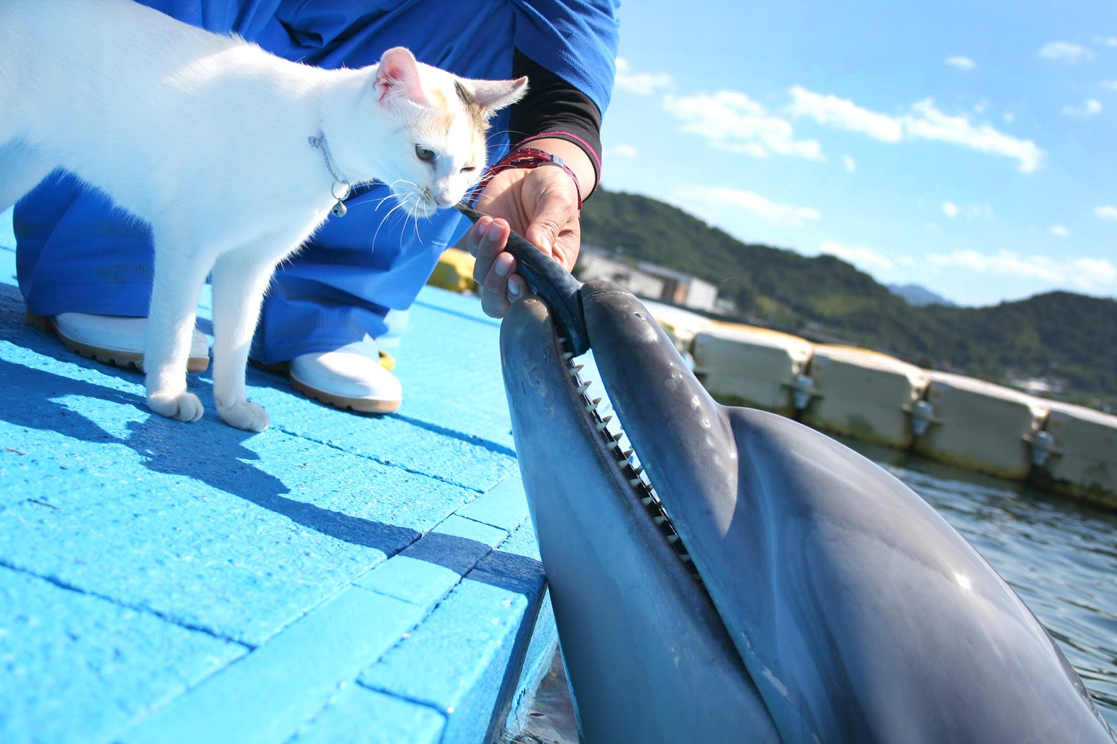 香川でしか見られない、イルカと猫の不思議な距離感　それを温かく見守るイルカトレーナーの努力