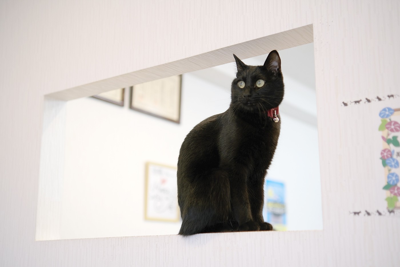 黒猫・あんこ院長の得意技は”気まぐれ添い寝”　人と猫のダブル院長が営む接骨院　香川・高松市