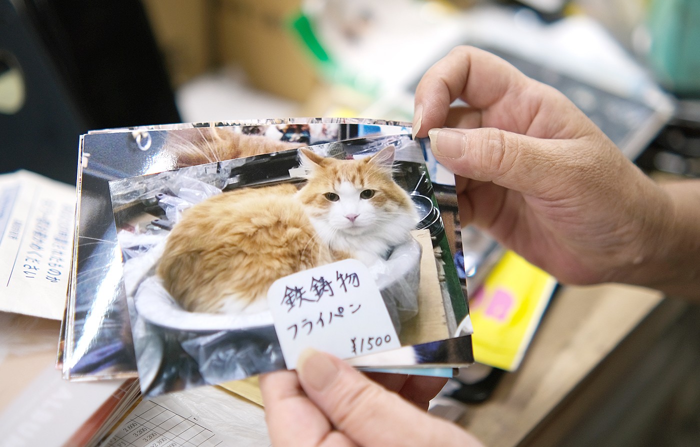 石崎金物店の猫