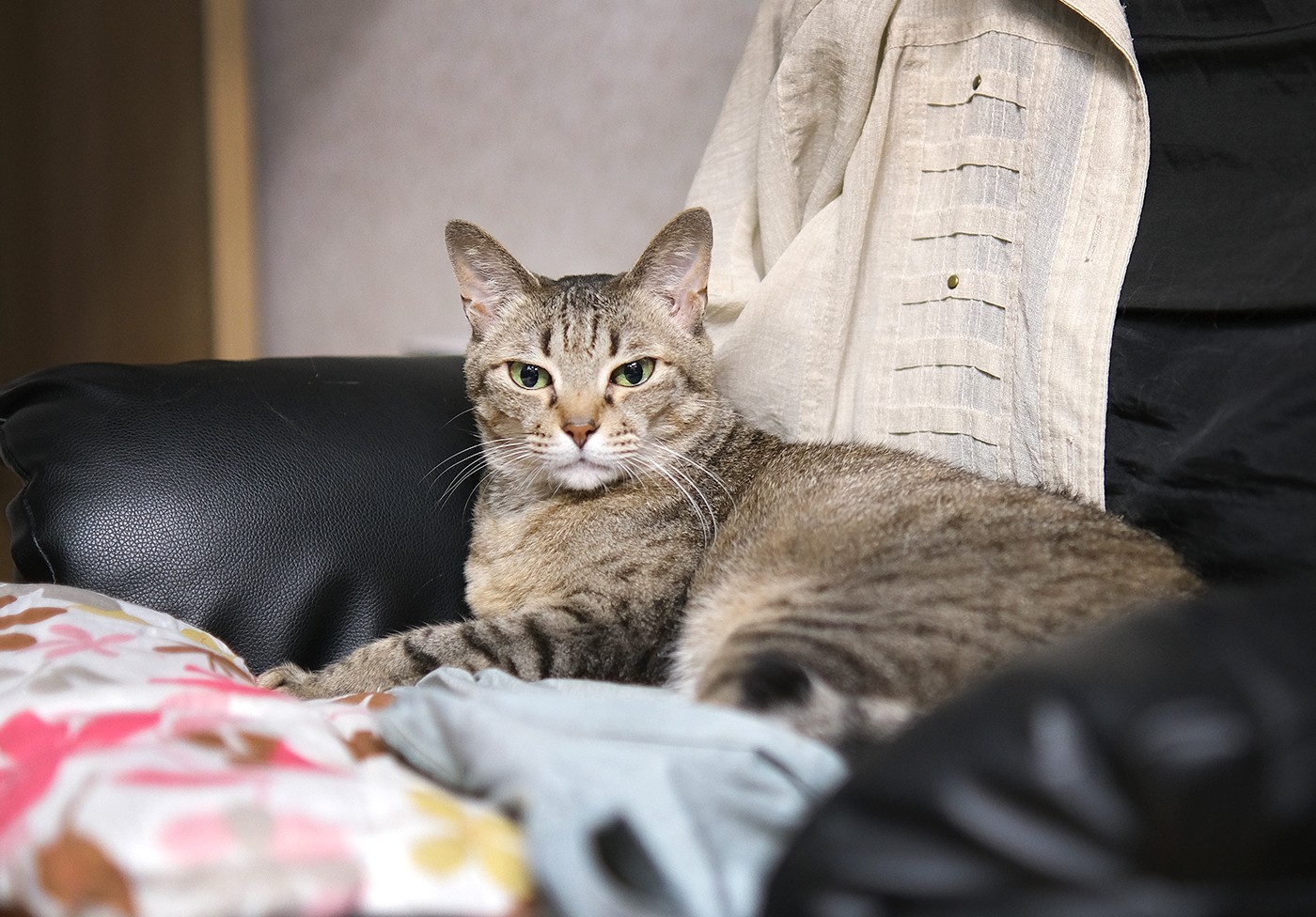 石崎金物店の猫