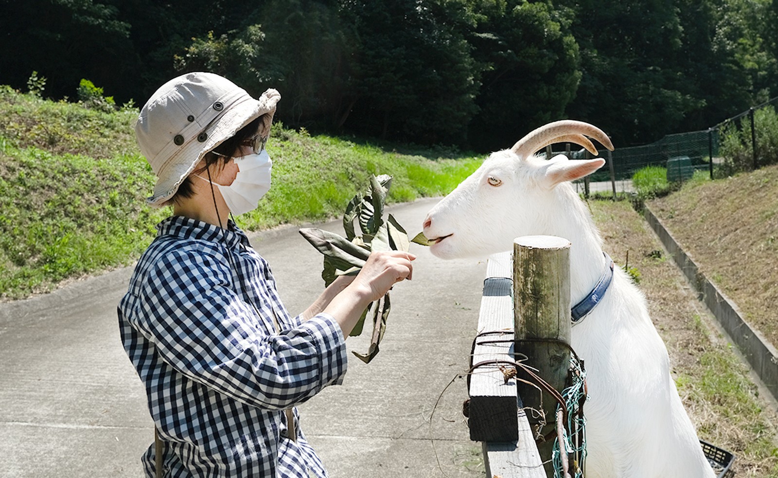 ヤギのいる公園