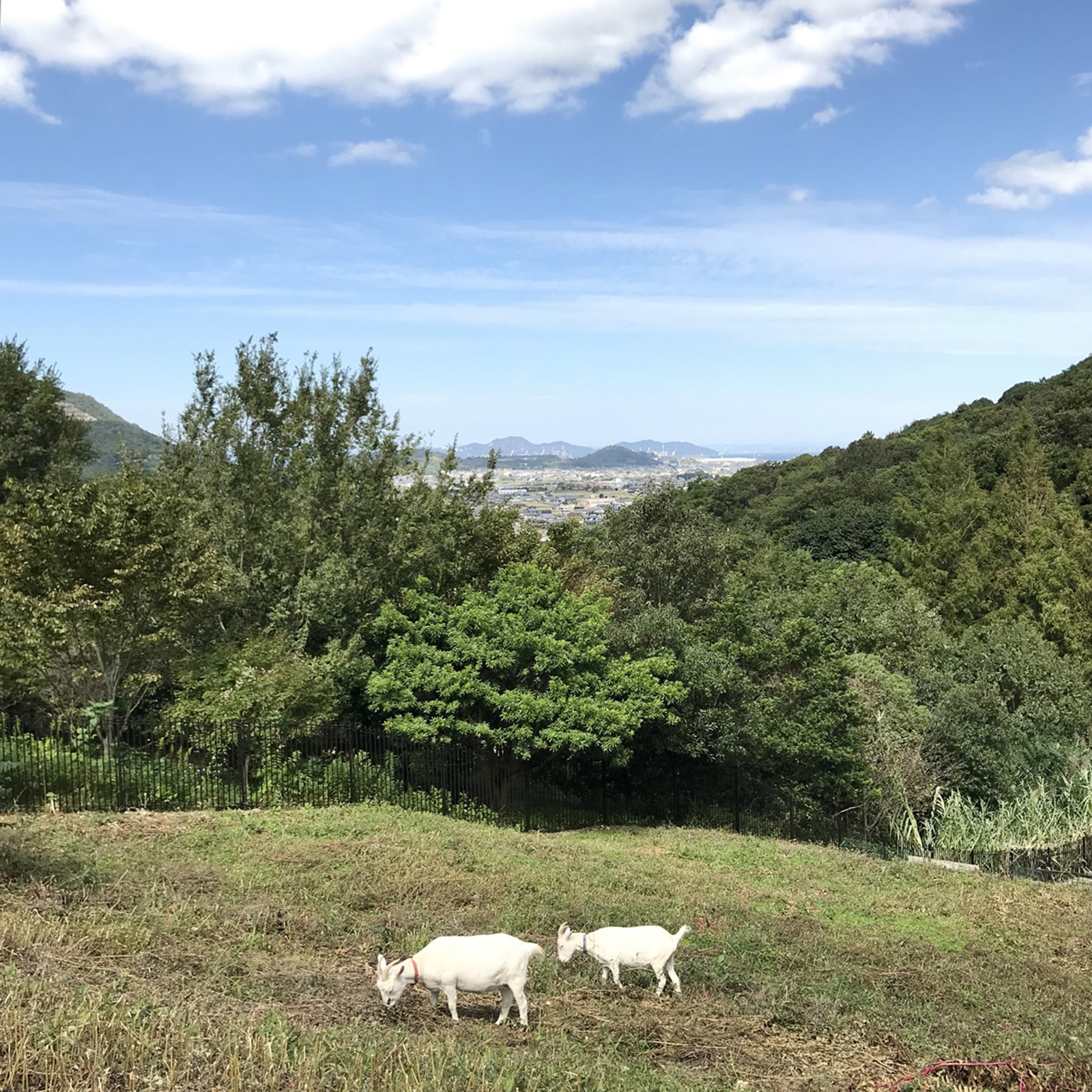 ヤギのいる公園