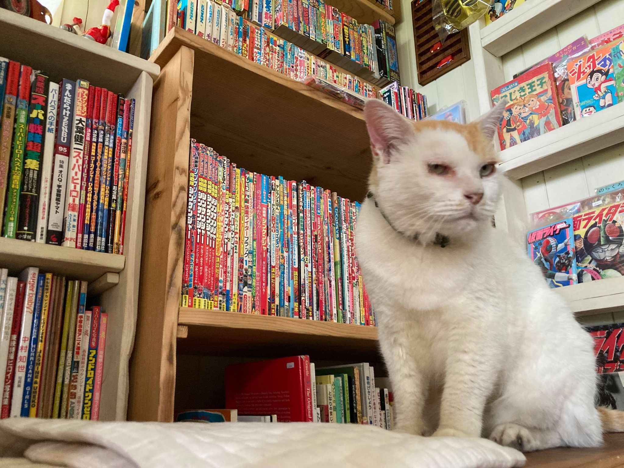 本にレトロおもちゃに猫がお出迎え　家族の“好き”が詰まった小さな古本屋
