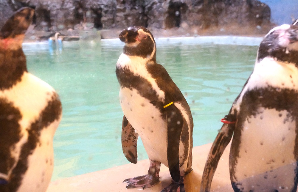 新屋島水族館