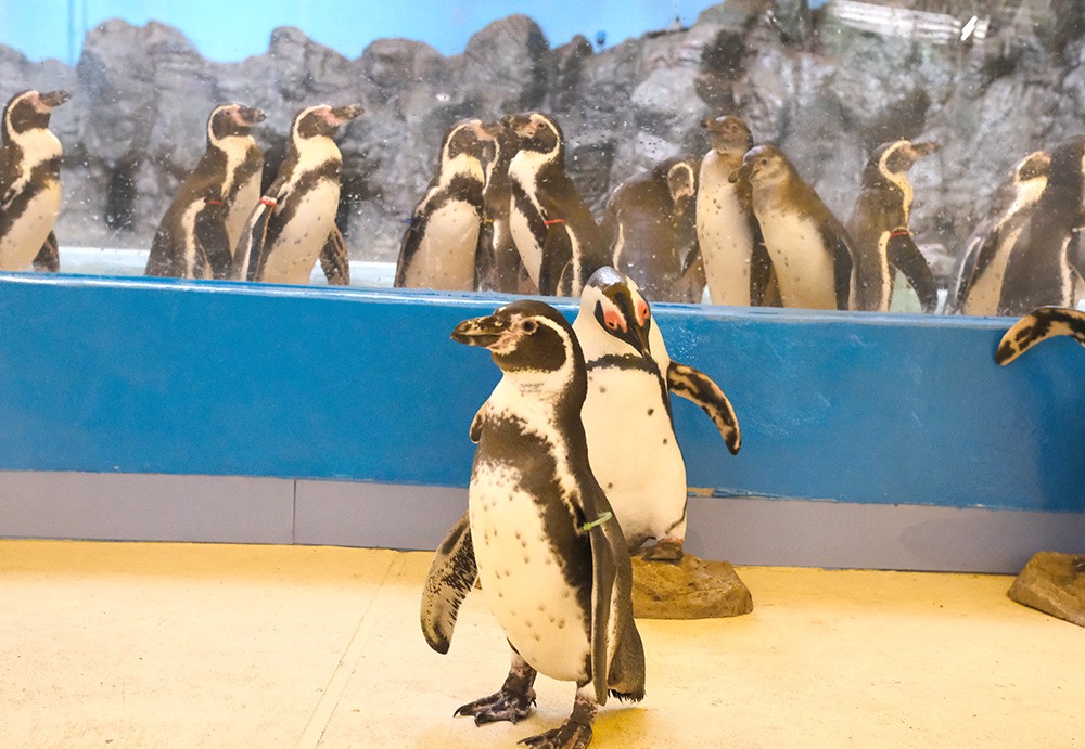 新屋島水族館