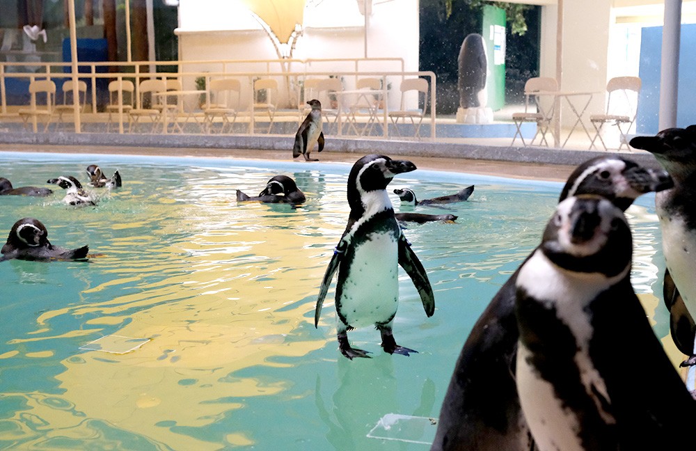 新屋島水族館