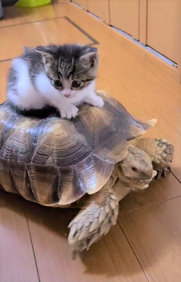 まるで猫版の浦島太郎！　子猫が亀の甲羅に乗って移動する動画が話題