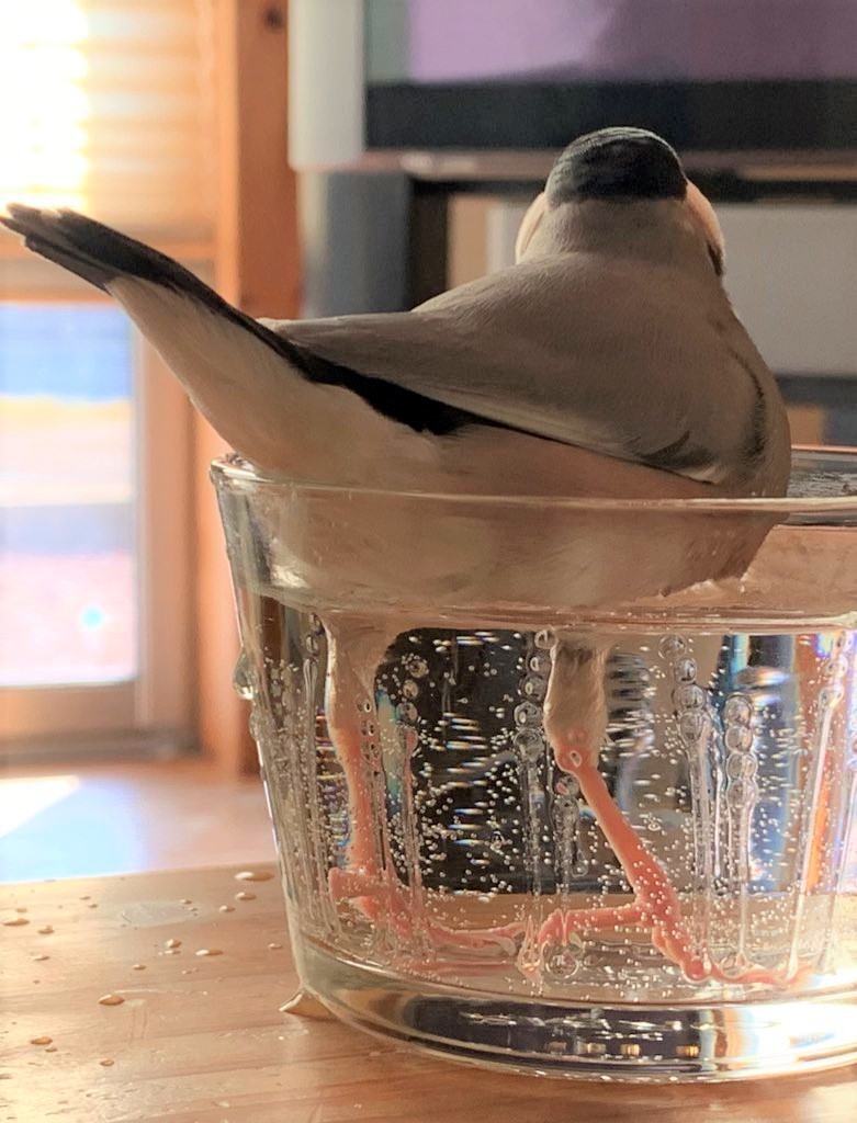 水浴びがし…さん提供）