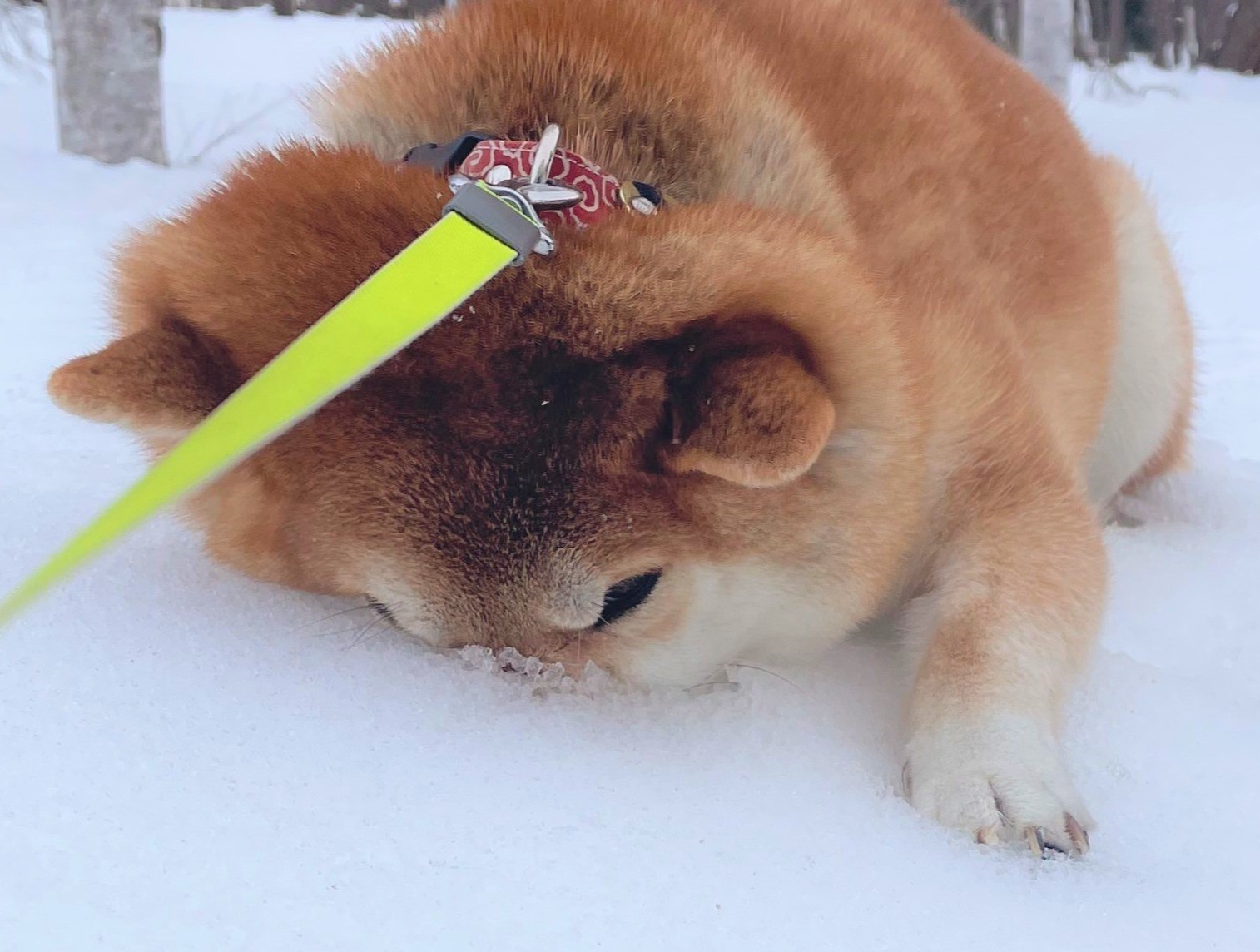 これぞ究極の帰宅拒否!!　雪で遊びたがる柴犬「鼻を杭のように使うとは…」