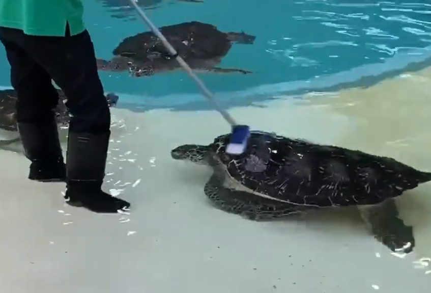 水槽よりも甲羅を掃除して！　ブラシに集まってくるウミガメがかわいすぎる