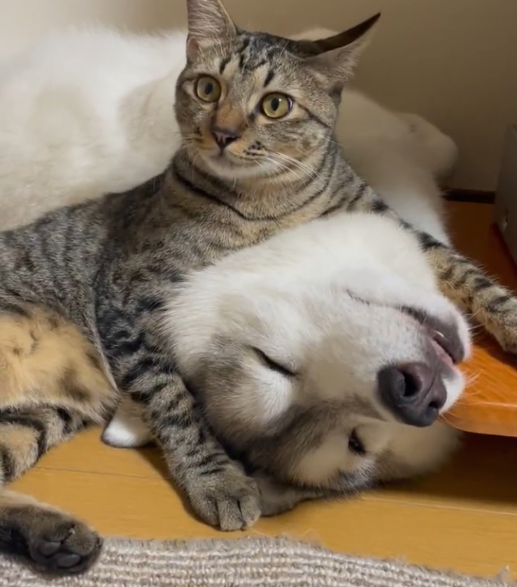 甘えて首元ホールドの猫→動じず寝る犬　飼い主「それでええんか…？」