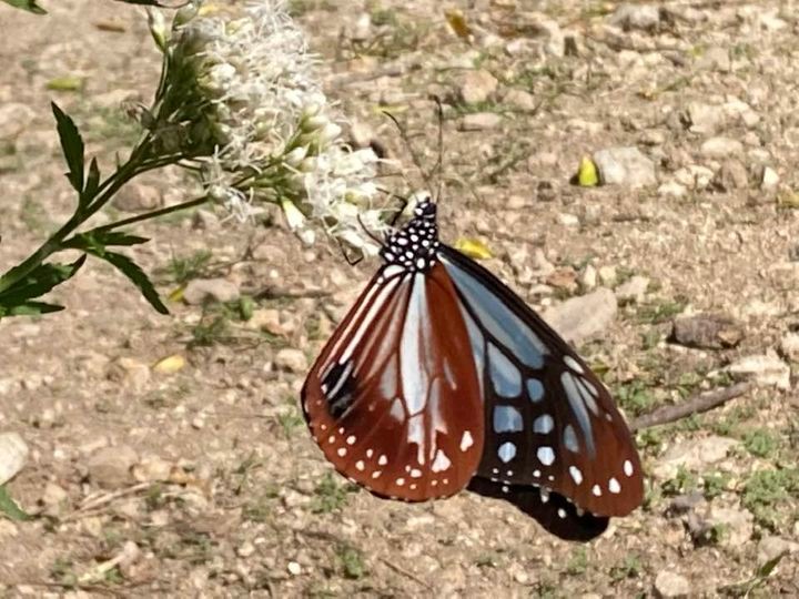 アサギマダ…通寺最終）