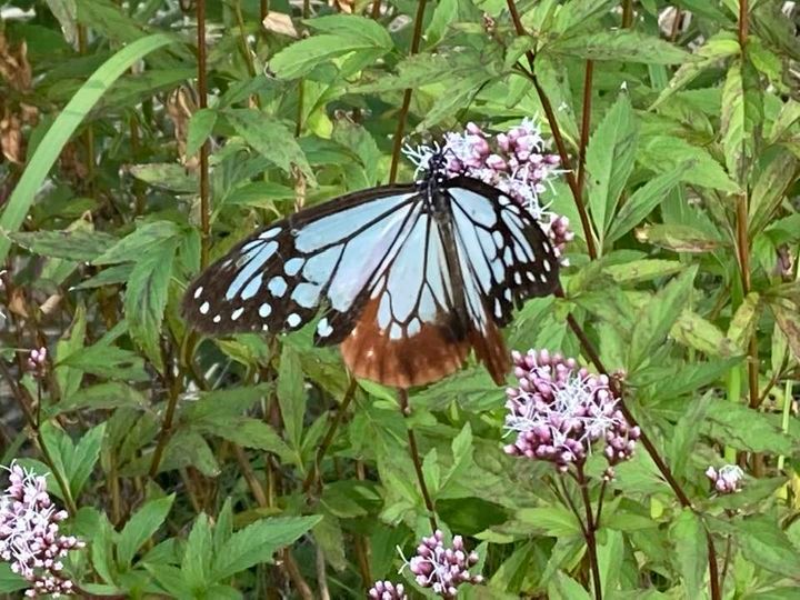 「お接待の心」で、旅する蝶・アサギマダラを迎える人たち　瀬戸芸開催中の香川に飛来