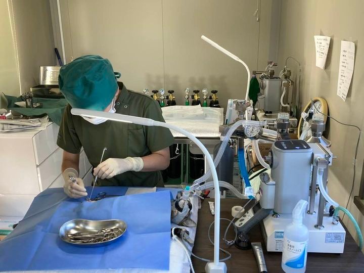 犬猫の不妊手術専門‟スペイクリニック”が香川で初開業　「保護・譲渡だけでは間に合わない」現場の思い