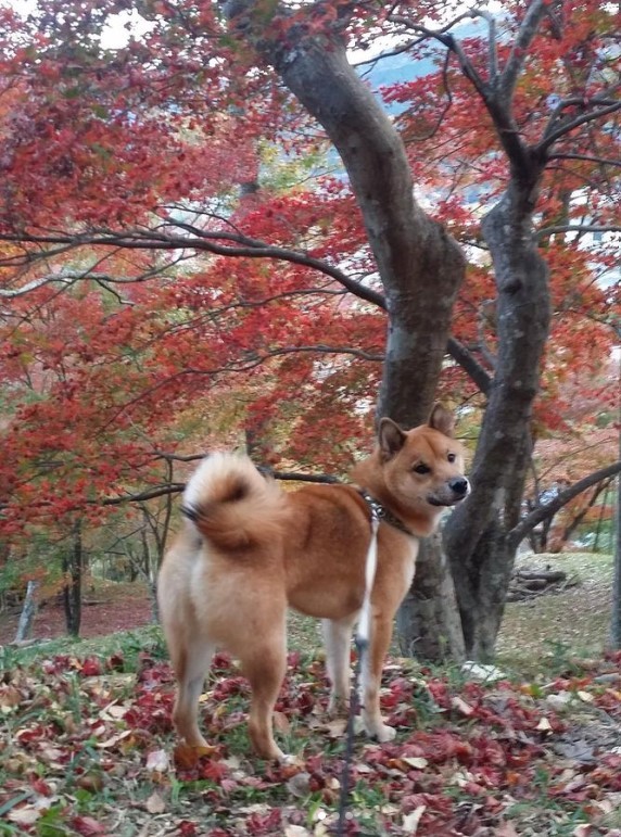 お散歩中の…より提供）