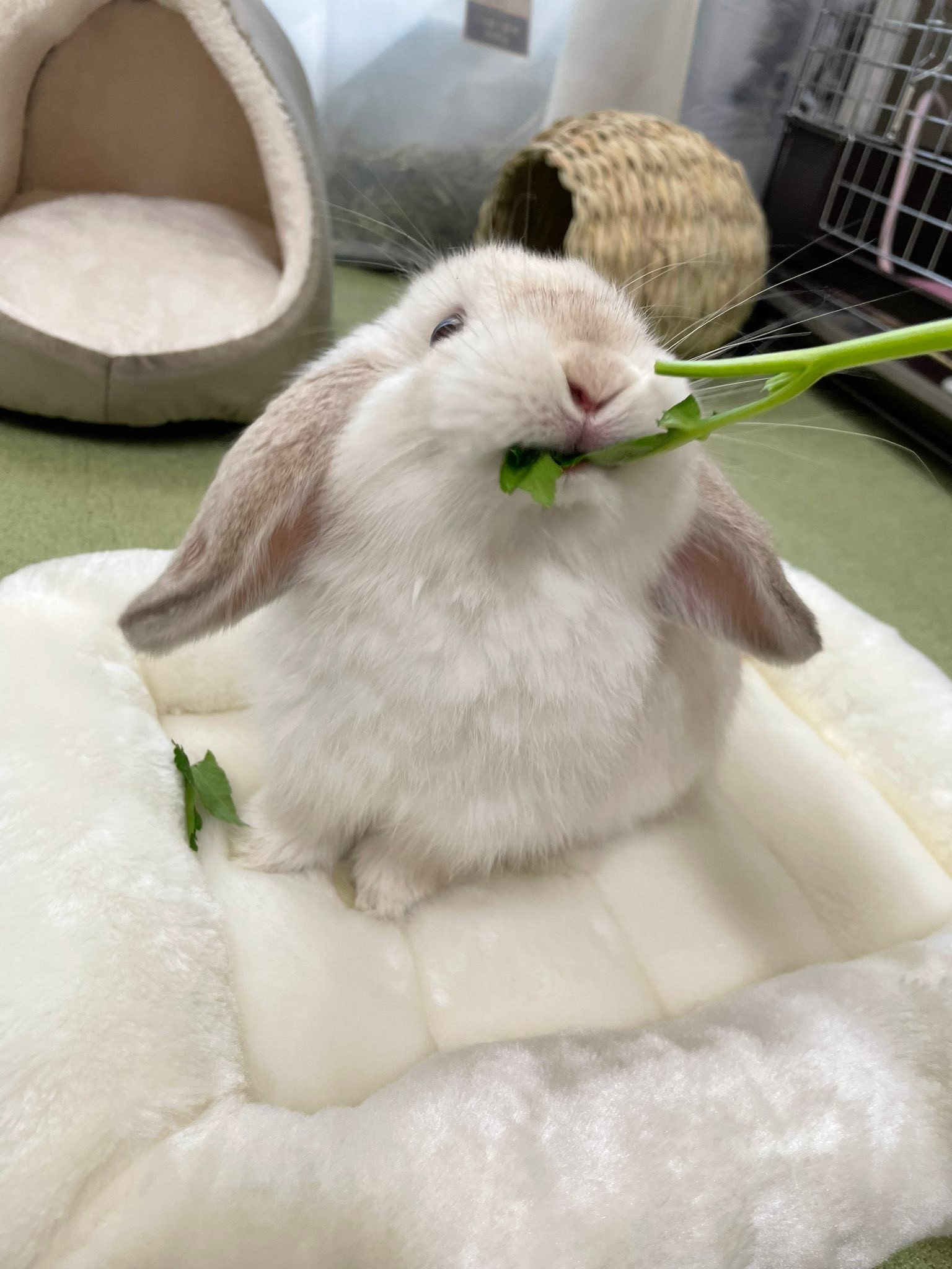 茎まで美味…られました