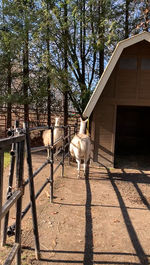 2頭のラマ…物園提供）