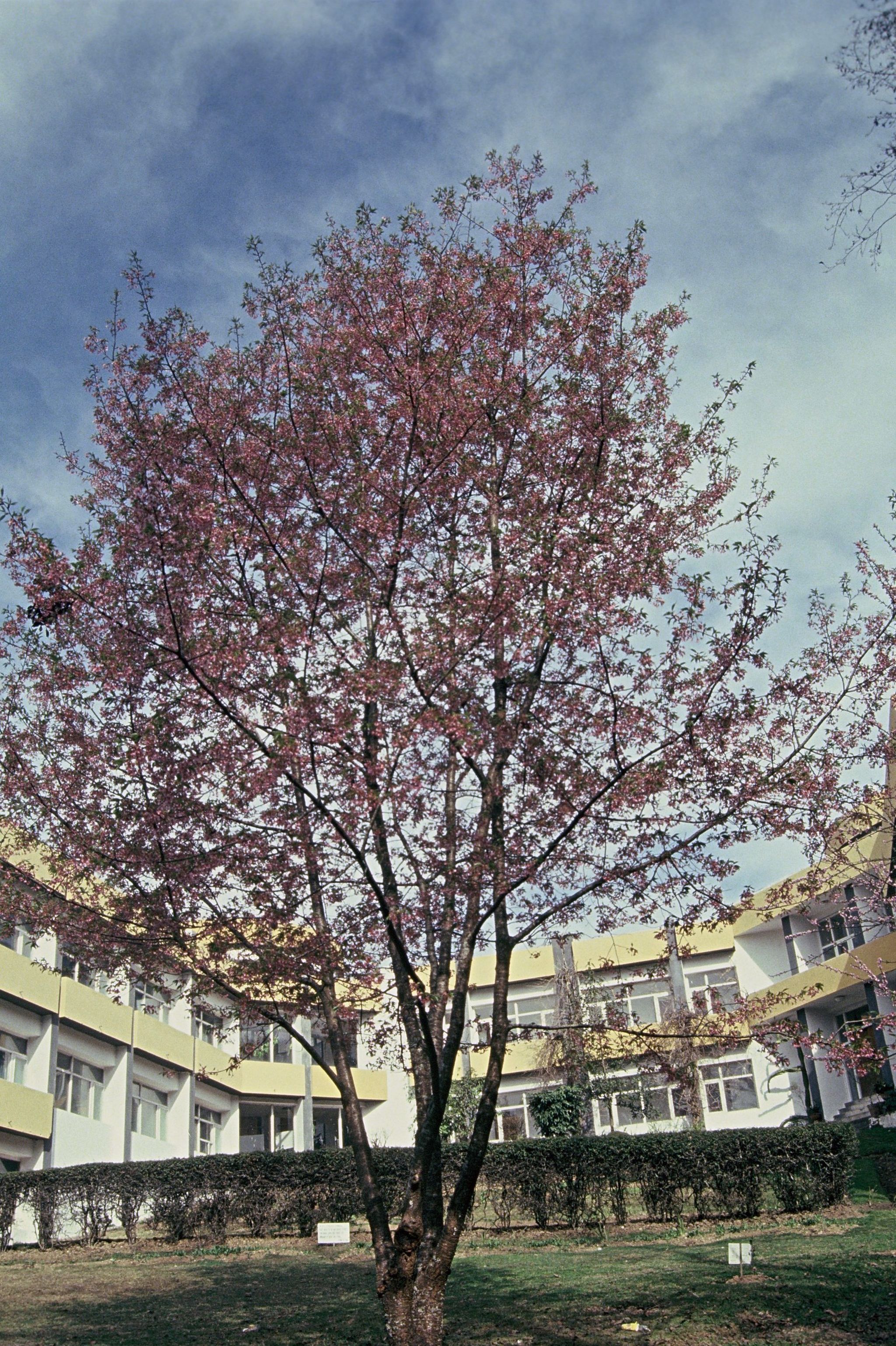 ゴダワリ植…ヒマラヤ桜