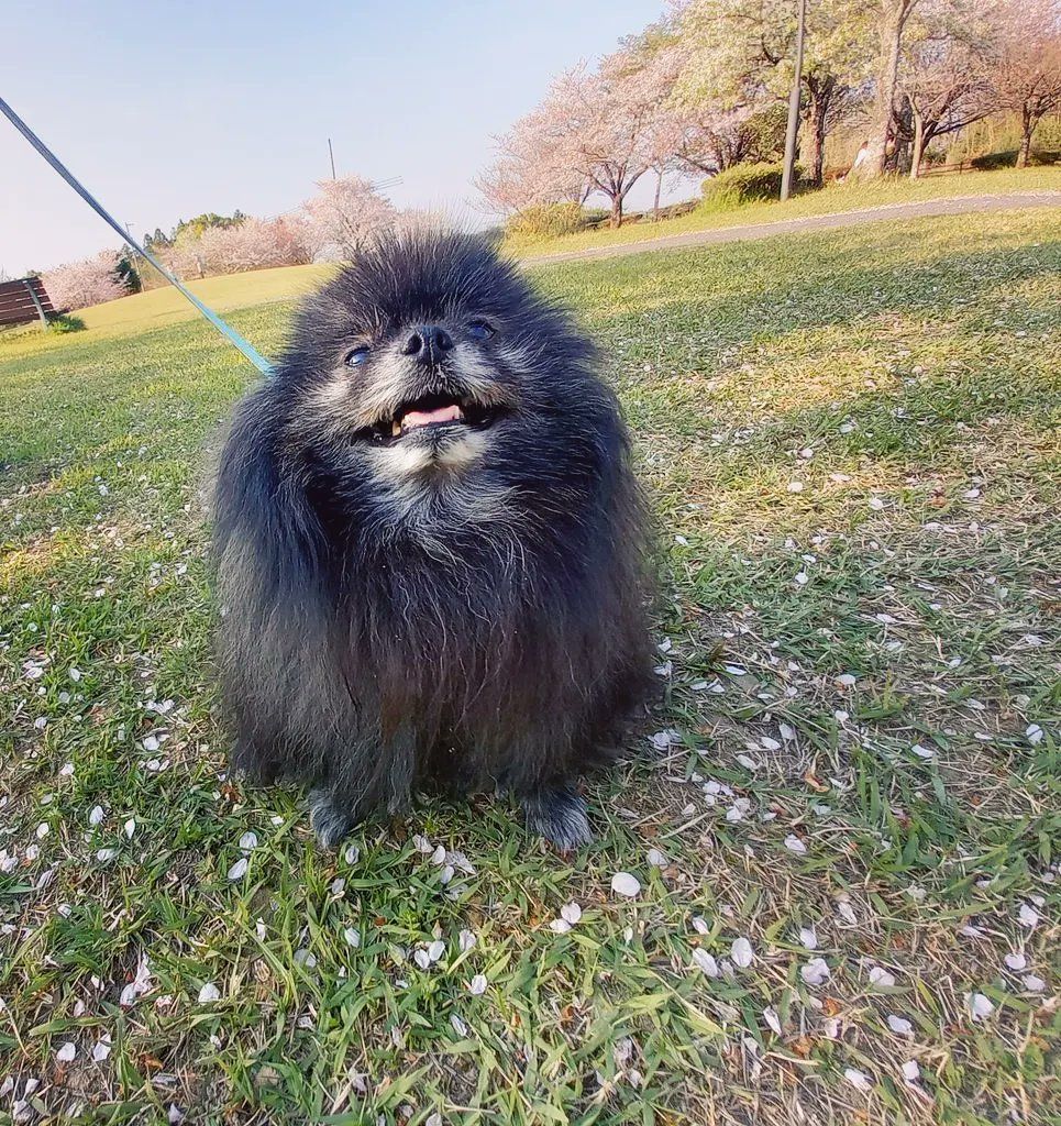 犬のために…回らない犬