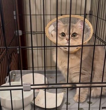 動物病院に入院した猫ちゃん→帰宅後の鳴き方の変化に…「どうして？」「うつっちゃった？」