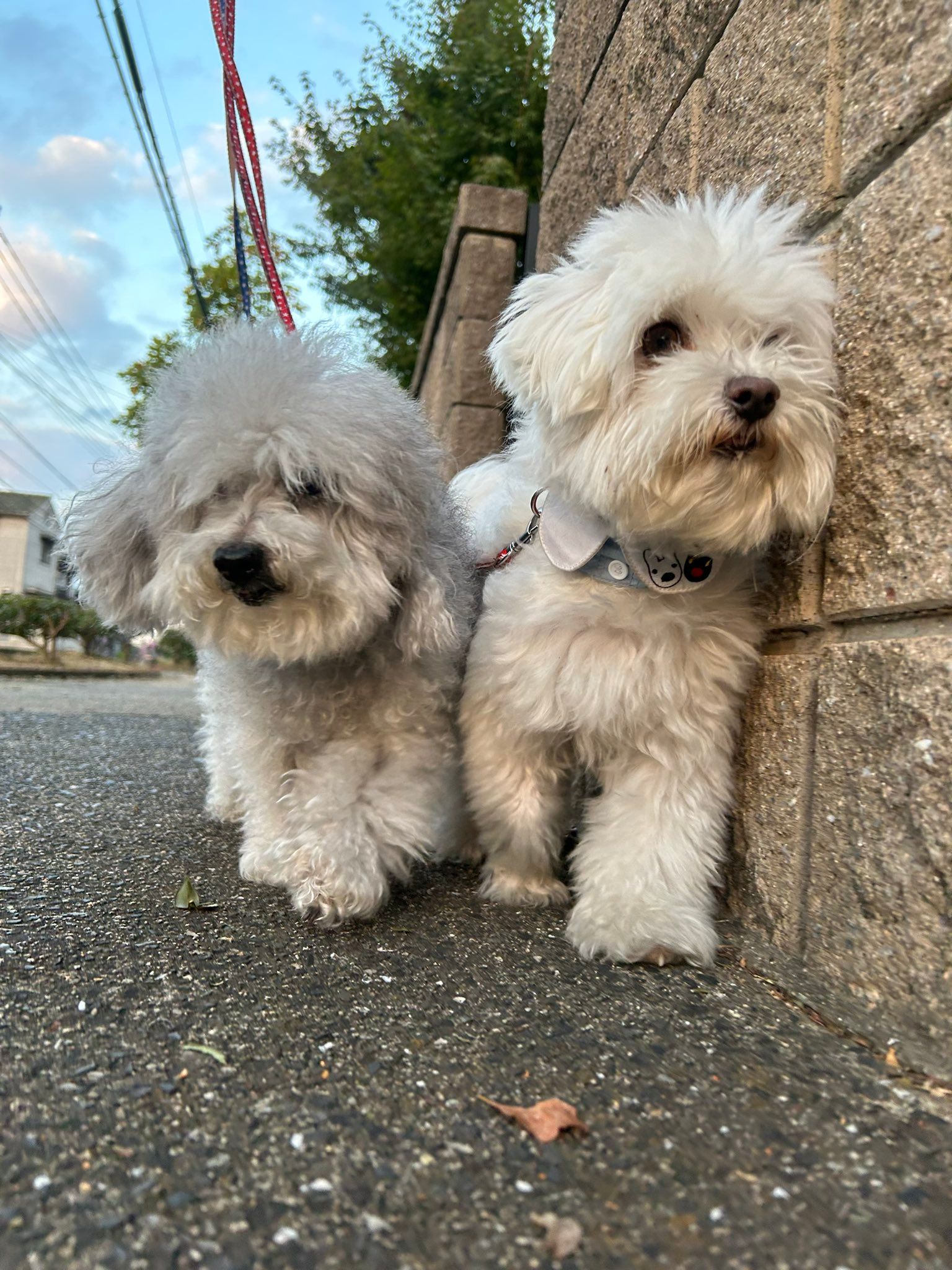 幅寄せワンコの散歩風景→幅寄せされるわんちゃんの姿に「今日もぺしゃんこで愛おしい」