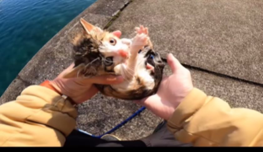 海釣り中、どこからか猫の声が…→思いがけない場所で保護した子猫に「保護してもらってよかった」の声