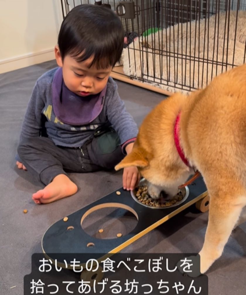 柴犬⑦