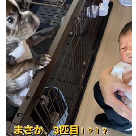 犬①