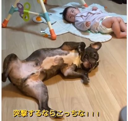 犬④