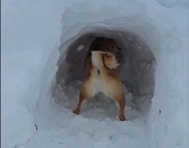 飼い主が雪に埋もれたら…？→“聞いたことない鳴き声”で必死に雪を掘る柴犬の姿に「涙出そう」「やさしい」の声