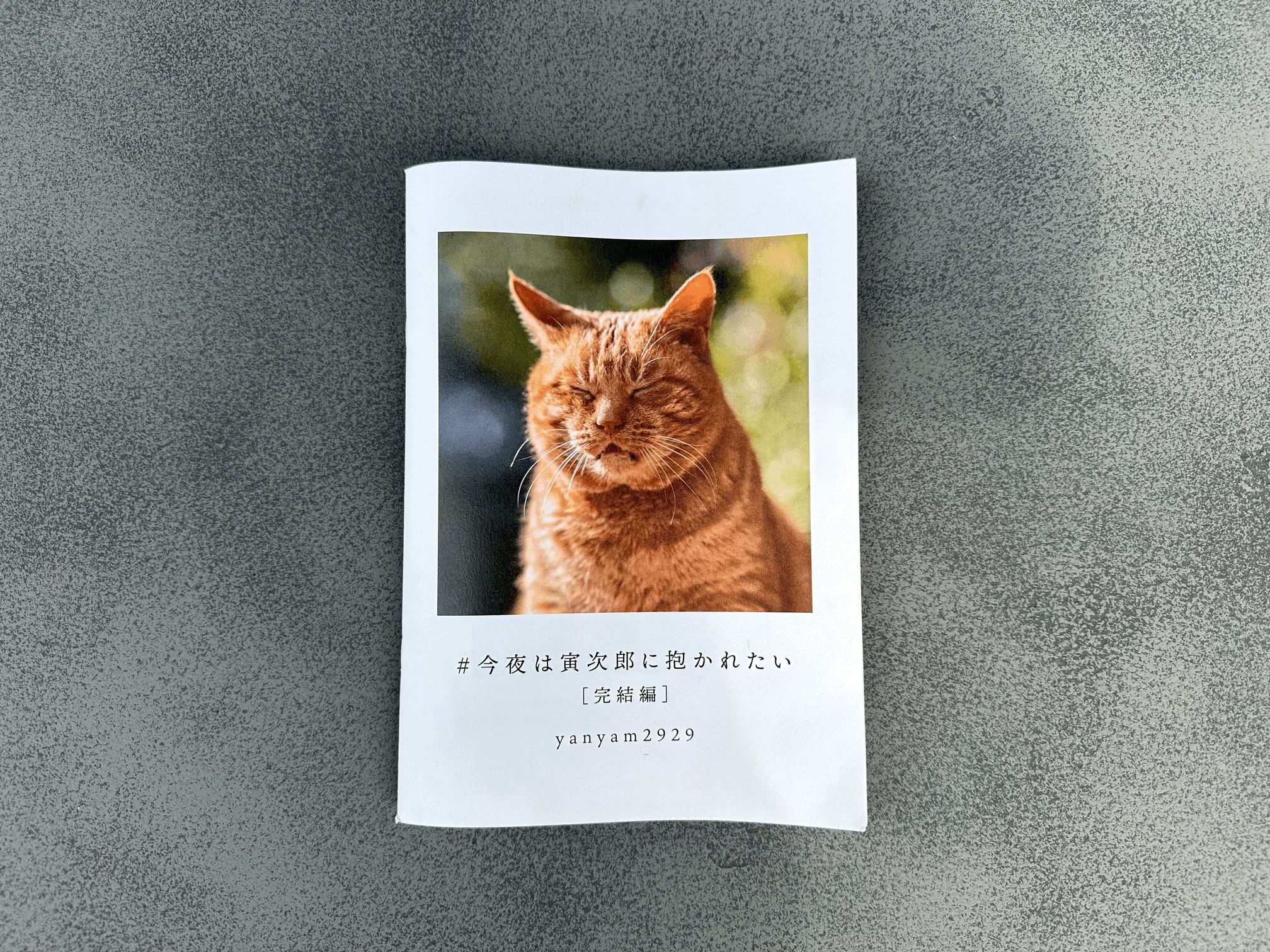 「猫に可愛さを求めない」野生味溢れる猫の魅力を“独特のアングル”で切り取る猫写真家に迫る