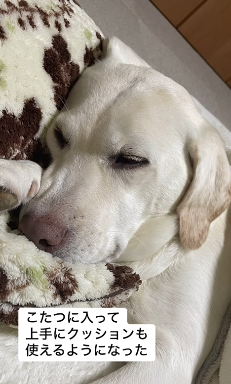 里親に引き取られてから姿、行動が一変したワンちゃん 元繫殖犬だったワンちゃんの様子に「愛の力って本当にすごい」の声 – ほ・とせなNEWS