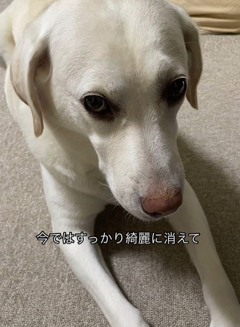 里親に引き取られてから姿、行動が一変したワンちゃん 元繫殖犬だったワンちゃんの様子に「愛の力って本当にすごい」の声 – ほ・とせなNEWS