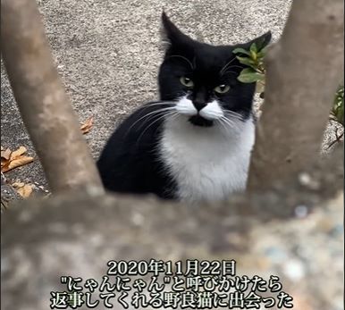 保護猫①